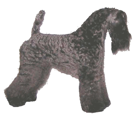 Enter - Kerry Blue Terriers